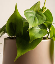 Load image into Gallery viewer, ALL