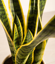 Load image into Gallery viewer, ALL