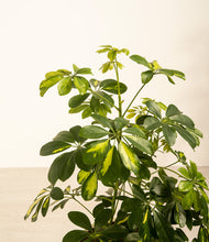 Load image into Gallery viewer, ALL