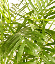 Load image into Gallery viewer, ALL