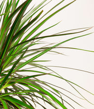 Load image into Gallery viewer, ALL