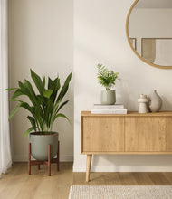 Load image into Gallery viewer, Aloe Vera stand:one_stand