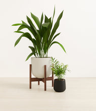 Load image into Gallery viewer, Orca stand:one_stand