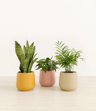 Load image into Gallery viewer, Evening Sky*****Profile