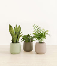 Load image into Gallery viewer, Earthy*****Profile