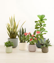 Load image into Gallery viewer, Countryside