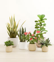 Load image into Gallery viewer, Misty Morning