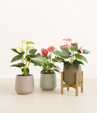 Load image into Gallery viewer, Earthy stand:one_stand