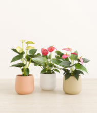 Load image into Gallery viewer, Sandy*****Profile