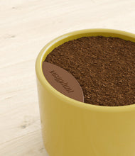 Load image into Gallery viewer, Key Lime Yellow stand:all