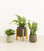 Load image into Gallery viewer, Countryside stand:light