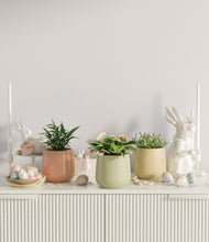 Load image into Gallery viewer, Lily Pad