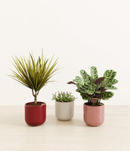 Load image into Gallery viewer, Coral Elegance