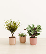 Load image into Gallery viewer, Terracotta Dream