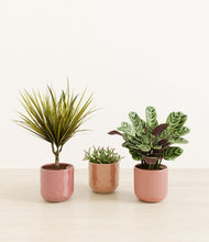 Load image into Gallery viewer, Blush Harmony