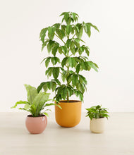 Load image into Gallery viewer, Evening Sky*****Profile