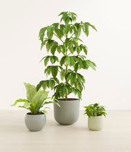 Load image into Gallery viewer, Earthy*****Profile