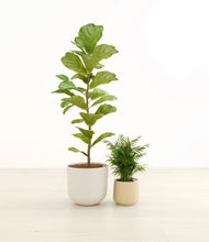 Load image into Gallery viewer, Buttercream*****Profile