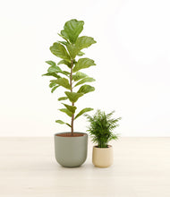 Load image into Gallery viewer, Mountain Ridge*****Profile