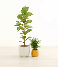 Load image into Gallery viewer, Tiger Lily*****Profile