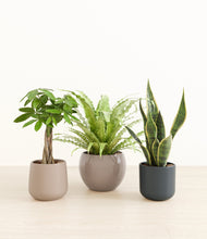 Load image into Gallery viewer, Driftwood*****Profile