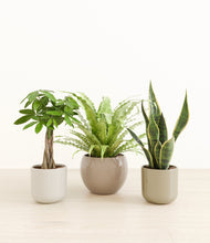 Load image into Gallery viewer, Calm Clay*****Profile