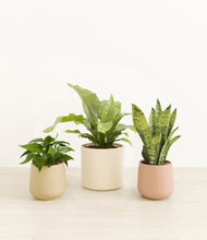 Load image into Gallery viewer, Sandy