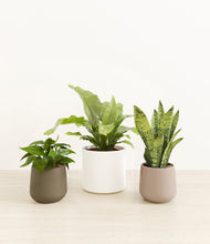 Load image into Gallery viewer, Woodland