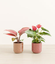 Load image into Gallery viewer, Copper Cozy