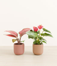 Load image into Gallery viewer, Blush Bond