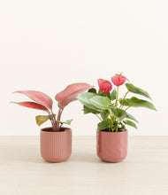 Load image into Gallery viewer, Coral Companions