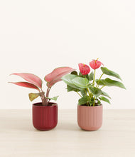 Load image into Gallery viewer, Scarlet Serenade