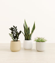 Load image into Gallery viewer, Cotton