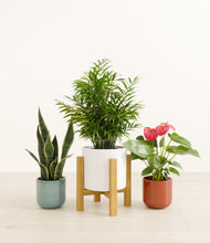 Load image into Gallery viewer, Liberty Hues*****Profile