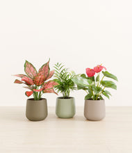 Load image into Gallery viewer, Earthy*****Profile