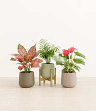 Load image into Gallery viewer, Earthy stand:one_stand