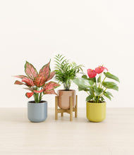 Load image into Gallery viewer, Pixie Petals stand:one_stand