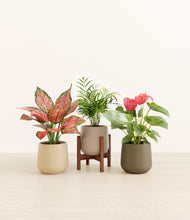 Load image into Gallery viewer, Woodland stand:one_stand