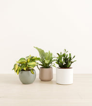 Load image into Gallery viewer, Earthy*****Profile