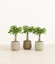 Load image into Gallery viewer, Earthy*****Profile