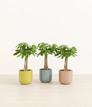 Load image into Gallery viewer, Pixie Petals*****Profile