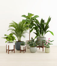 Load image into Gallery viewer, Earthy stand:three_stands