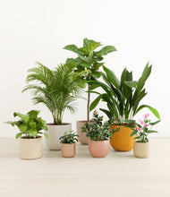 Load image into Gallery viewer, Evening Sky*****Profile