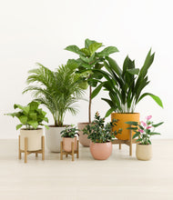 Load image into Gallery viewer, Evening Sky stand:three_stands