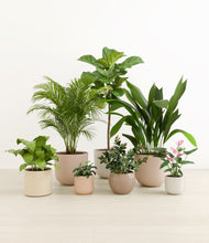 Load image into Gallery viewer, Sandy*****Profile