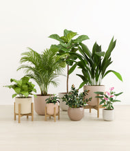 Load image into Gallery viewer, Sandy stand:three_stands