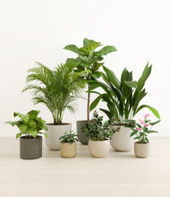 Load image into Gallery viewer, Woodland*****Profile