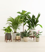 Load image into Gallery viewer, Woodland stand:three_stands