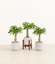 Load image into Gallery viewer, Ivory Peaks stand:one_stand