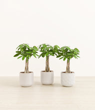 Load image into Gallery viewer, Arctic Whisper*****Profile